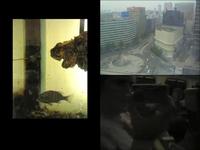 Shibuya: Part 3 [Tracks 10-14]