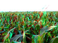 3D anaglyph corn field test
