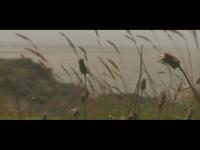 Porthcawl Beach Video