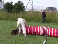 Mocha essaie l'agility