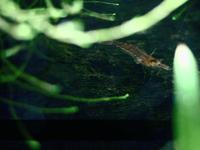 Red Shrimp