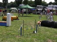Arizona fait de l'agility
