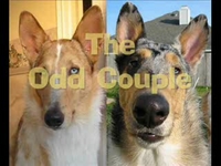 Smooth Collies: The Odd Couple parody