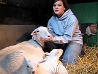 Kristy McKee's hair sheep