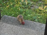 Chipmunk Eating a Strawberry