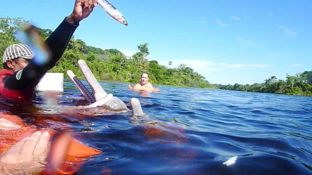 Amazon: Pink River Dolphins