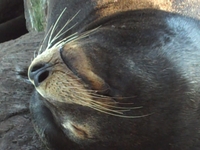Sea Lions at Monterey Bay