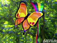 Butterflies in a Car