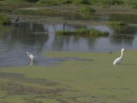 Village Creek Sludge Lagoons