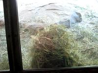 Gorillas at the zoo