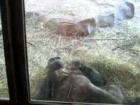 Gorillas at the zoo #2