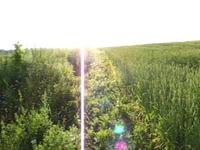 field
