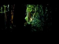 DIVERSIONS - titles