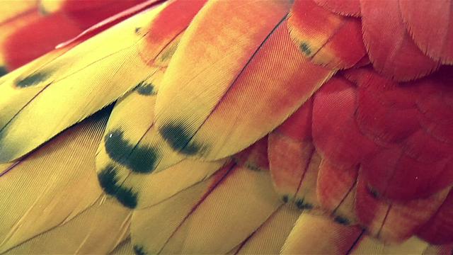 Thumbnail of video BIRD
