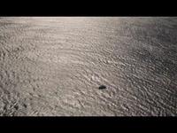 Port Stephens National Whale Day