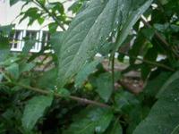 Beautiful After the rain!