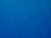 Josh Furey - Sac Actun Submerged - II