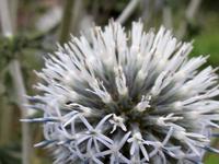 Bumblebee on a Thistle Macro HD Video