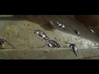 Rats_scenes