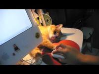 my cat named turkey