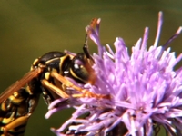 Insectes (insects)
