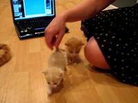 Kristy and the kittens