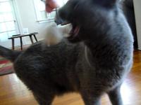 Gray Cat