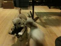 Dog Toys - SDCC 09