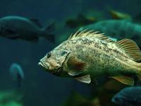 Monterey Bay Aquarium