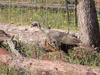 Lonely (Hungry) Turkey Hen