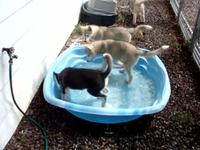 Arrival of the Swiming Pool
