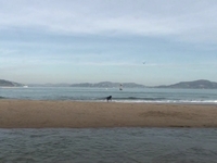 Dog Chases Seagull