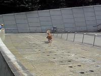 Puppy playing in the fountain at Brooklyn Museum