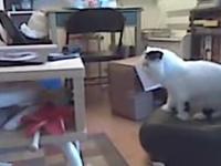 Best Mingus Video Ever