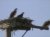 Carver Park Osprey