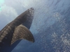 Sharks
