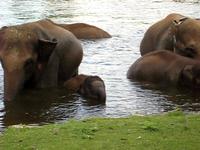 Elephants having a bath