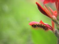 Botanical Garden Picnic