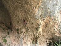 Gurus 8a