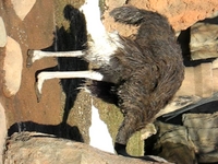 Ostrich Part II