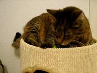 Cat on catnip