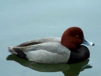 Redhead--Aythya americana