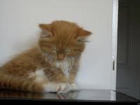 kitten falling asleep