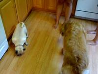 Dogs love lettuce