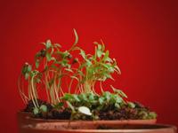 seedlings tile-lapse