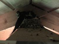 A Gang of Barn Swallows