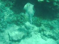 A wee spotted Ray (about 18 inches), and a 10 foot eagle Ray