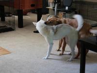 Sable and Jack