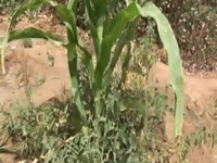 Turning the Desert Green - Islamic Relief in Mali with Imam Zaid Shakir