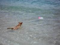 ROCKY impara a nuotare...